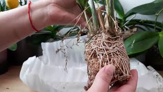 Посылка с орхидеями Пересадка новые орхидеи Coelogyne fimbriata Coelogyne cristata Dendrochilum [upl. by Ynolem]