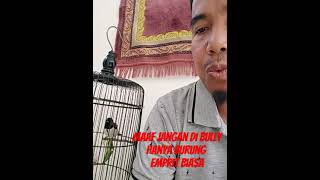 Burung emprit gacor kicaumania brids kicaumanianusantara burungemprit [upl. by Jacquet650]