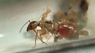 Camponotus fragilis feeding time white meat chicken [upl. by Ardelia]