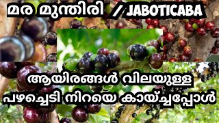 jaboticaba നിറയെ പിടിച്ചപ്പോൾ😋 മരത്തിൽ പിടിക്കുന്ന മുന്തിരി jaboticaba Jabuticabafruitmalayalam [upl. by Damle]