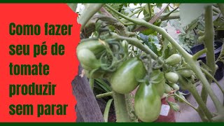 Como fazer seu pé de tomate produzir 10 VEZES mais [upl. by Tertia39]