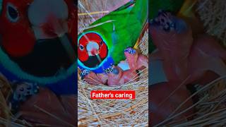 Gouldian finch breeding and chicks care [upl. by Ortensia]