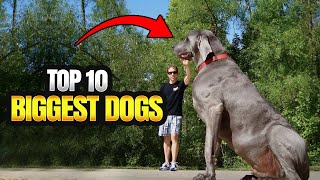 MEET THE WORLD’S BIGGEST DOGS [upl. by Meehahs]