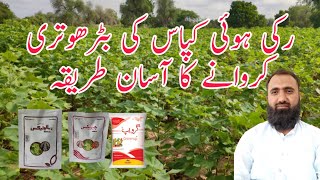 How to recover stunted cotton  How to use gibberellic acid in cotton  Bilal Kanju Official [upl. by Arabela]