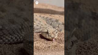 Desert Horned Viper Facts in Hindi  सींग वाला साँप  Amazing Animal Facts shortsfeed [upl. by Dopp]