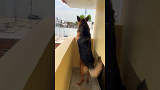 german shepherd dog barking  gsd dog barking  dog barking  puppy barking  dog sounds [upl. by Jeggar72]