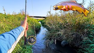 Fly Fishing TINY Creek for Nice Brown trout [upl. by Soane509]