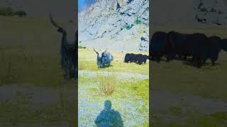 Beautiful yak of mashabrum ghancheshorts shortsyoutube [upl. by Haelat]