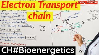 Electron Transport Chain class 11  ETC  Aerobic Respiration [upl. by Aihsatan]