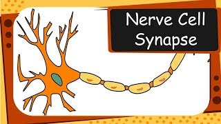 Biology  Neurons and Synapses  Control and coordination  Part 1 – English [upl. by Arytas443]