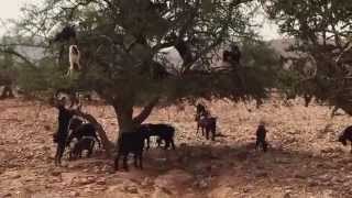 STRANGE BUT TRUE Goats Climbing amp Falling From Trees  Morocco  Unbelievable Travel Vlog [upl. by Bock]