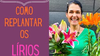 PLANTAS FLORIDAS Como cultivar o Lírio e como plantar bulbos [upl. by Thomasa]