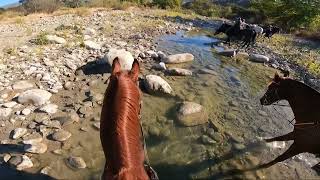 Its so much easier to cross water behind an experienced horse [upl. by Audra]