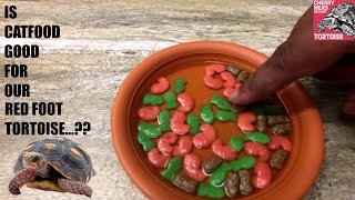 RED FOOT Male Tortoise  FEEDING THEM CAT FOOD WITH MAZURI  2 Month Old Baby Tortoise [upl. by Namrac]