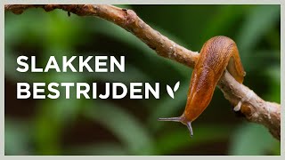 Help 🐌 Bescherm je planten tegen slakken  Natuurlijke bestrijdingsmethoden 🌿  Angelo Dorny [upl. by Pagas]