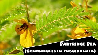 Partridge pea Chamaecrista fasciculata [upl. by Cummine419]