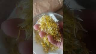 How to dry Dandelion Flowers easy 🟡 [upl. by Adel]