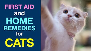 First Aid and Home Remedies for Cats [upl. by Ayk]