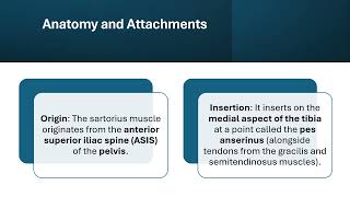 🎥 The Sartorius Muscle Overview 📚 [upl. by Dolora]