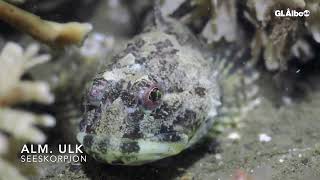 Fundive sept 24  House reef [upl. by Eneluj]