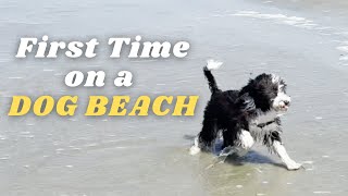 Puppys First Time on Dog Beach [upl. by Lenrow620]