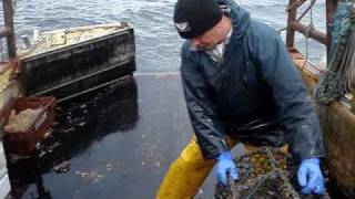 Hauling Lobster creels at may Island [upl. by Imaj]