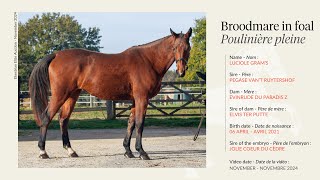 Lot 1  Broodmare Luciole Grams by Pegase vant Ruytershof in foal to Joli Coeur du Cèdre [upl. by Aretta565]