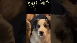 Puppy Subotic Woman Versus Tree Part 1 shortvideo funny satire dog doglovers softguyera [upl. by Arjan]