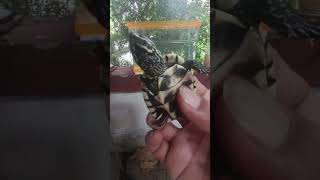 5 bring home wild baby turtles shots animals turtles  yongsieutvmo4ke [upl. by Aerdnaed644]