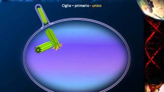 Citologia  Lezione 14 Specializzazioni cellulari [upl. by Jordans]