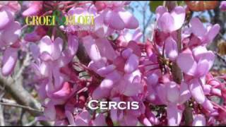 Cercis [upl. by Adlei]