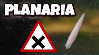 Planaria  How to manage them DIY trap [upl. by Emerick]