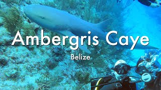 Scuba Diving with Sharks in Ambergris Caye Belize [upl. by Lebbie]