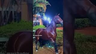 Cavalo mangalarga marchador naoflopa [upl. by Adnorhs]