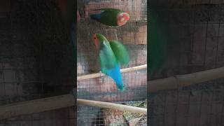 Green fisher birds shortvideo lovebirds shorts [upl. by Etnahsal941]