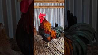 Red Jungle Fowl Crowing  Jungle Fowl Chicken Breed  The Wild Chickens [upl. by Zoi]