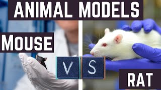 Why Scientists Choose RATS vs MICE for Their Research [upl. by Bethezel]