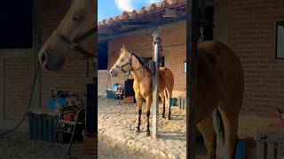 ❤️‍🔥☺️mexico horse rancho rodeo cavalo western aqha foryou fypp parati viralshort [upl. by Adham]