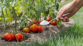 How to Grow Tomato  5 essential Tips for Beginners [upl. by Hegyera]