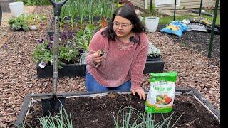 Planting Walla Walla onions [upl. by Fabien]