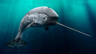 Narwhal  Amazing Animal [upl. by Secundas]