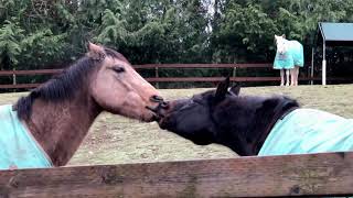 Horse Kissing [upl. by Teodora898]