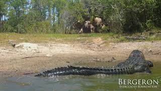 Florida Alligator CRUSHES the Shell of a Turtle [upl. by Missie]