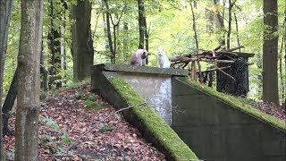 Siamese Cats explore German Spooky Fairy Tail Forest Part 2 quotNew Trail Bunker etcquot OffLeash [upl. by Fidelio]