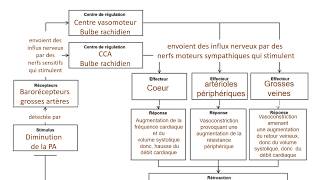 La régulation de la pression artérielle PA [upl. by Akcirederf]