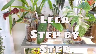 Growing in Leca Series Pt 1 Step by Step Grow Plants in Leca Philodendron Hoya Orchid Houseplants [upl. by Isherwood]