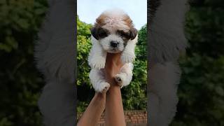 Lhasa apso puppy 7654548656 ❤🔥 [upl. by Aisital]