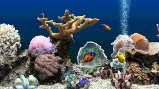 SereneScreen Marine Aquarium 3D [upl. by Arymahs]