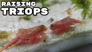 Raising Triops Cancriformis  How to Hatch Triops [upl. by Anrapa]