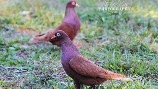 Parlor Pigeons [upl. by Edny]